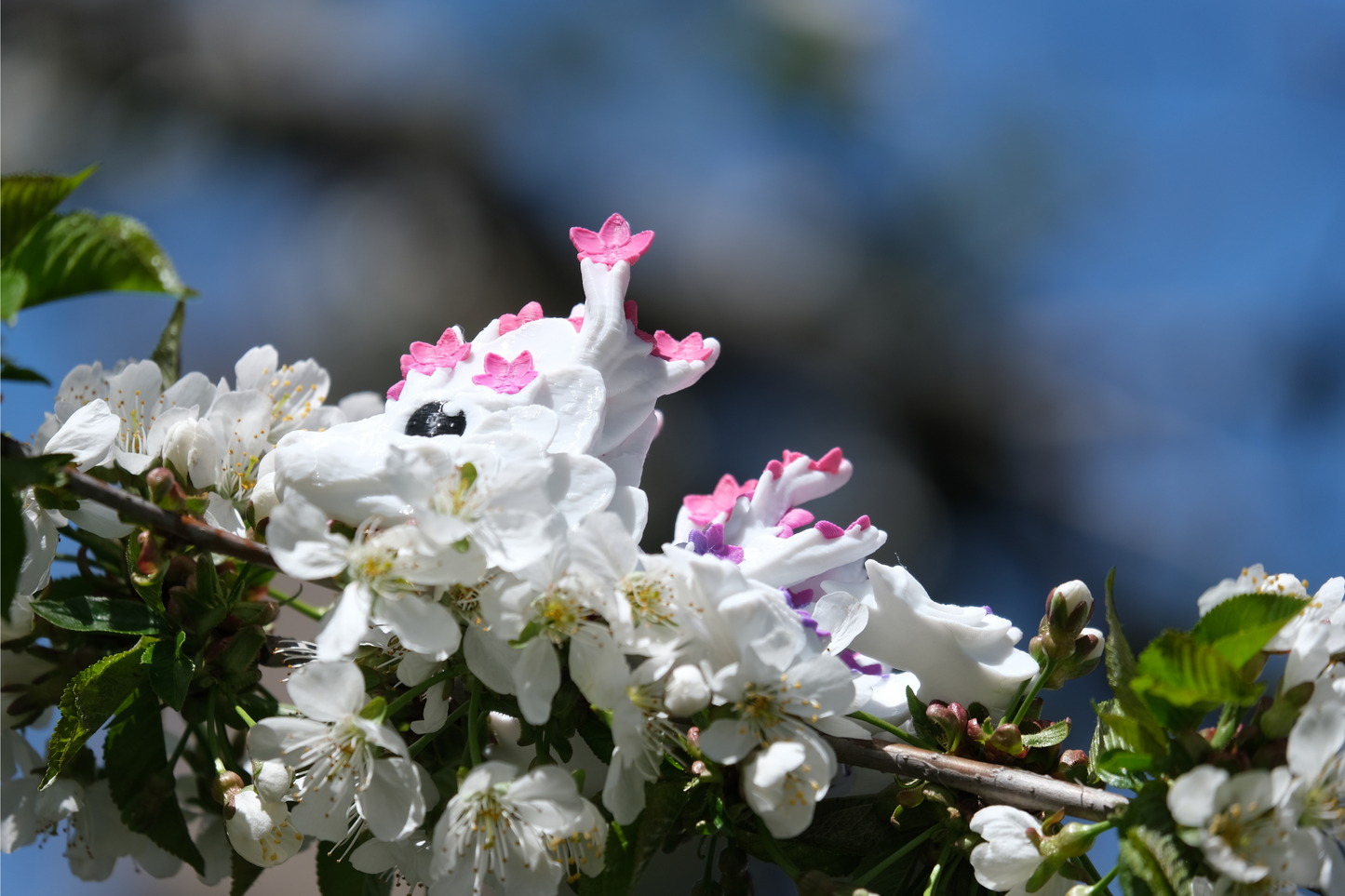 Baby Cherry Blossom Dragon